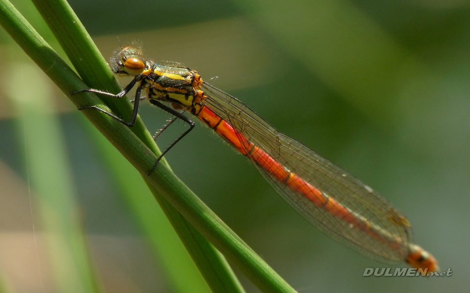 Large Red Damsel (Pyrrhosoma nymphula)